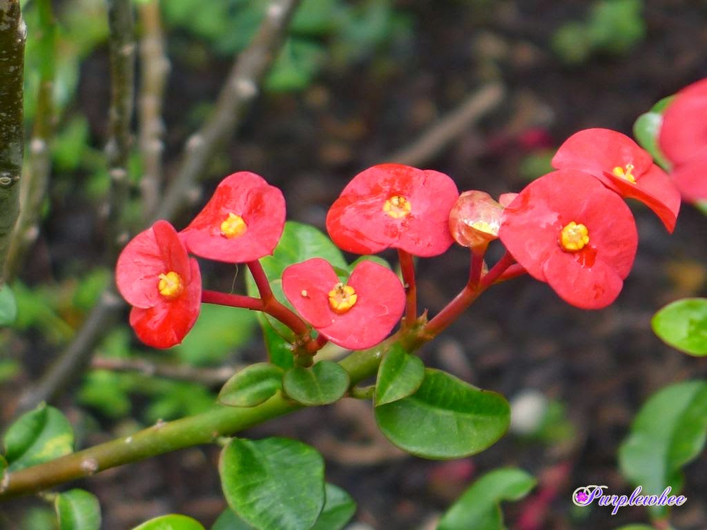 薇薇花园 无刺麒麟花