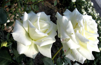 WHITE ROSE IMAGES FREE DOWNLOAD  39