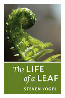 The Life of a Leaf