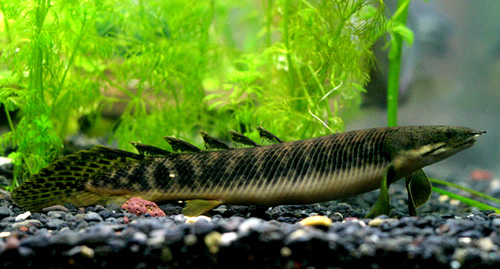 alias ikan naga ikan polypterus atau biasa disebut sebagai i kan naga ...