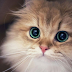 Top 10 Amazing facts about "CATS" that u did not know before...