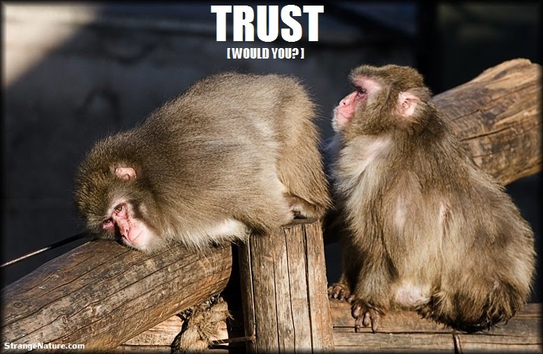 Funny Zoo Animals - This funny monkey is being very trusting!