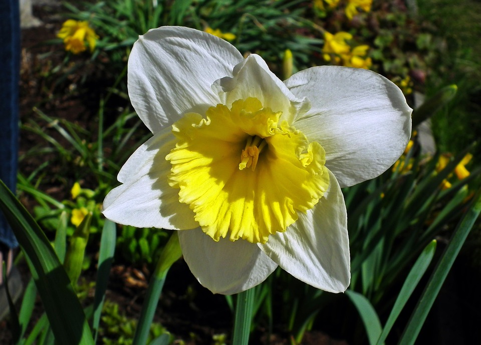 Learn how to plant narcissus bulbs with our step-by-step guide