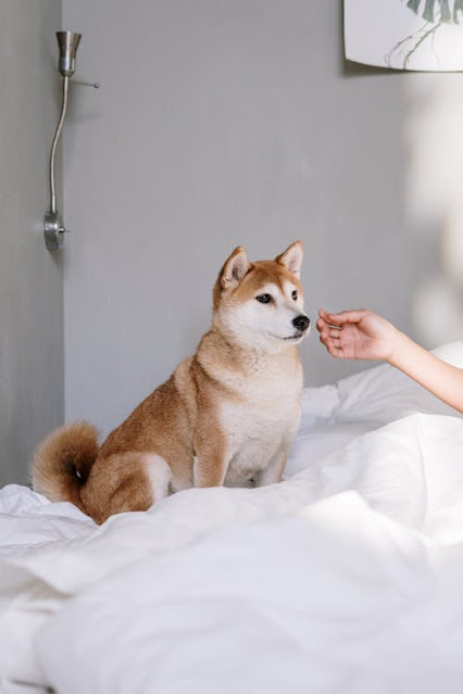 shiba Inu are fearless dogs and they are part of the cutest animals in the world.