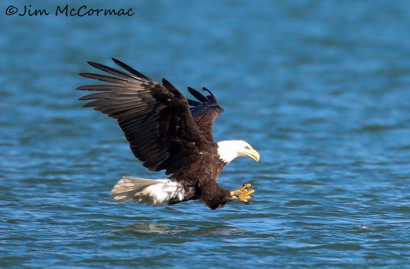 Ohio Birds and Biodiversity: Bald Eagle relieves Lake Erie of a fish!