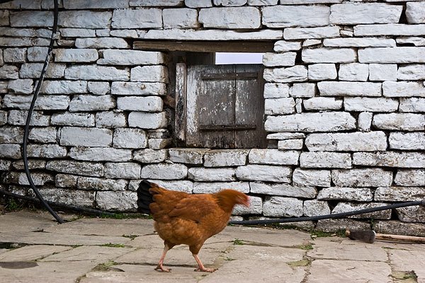 Chook at Tolka