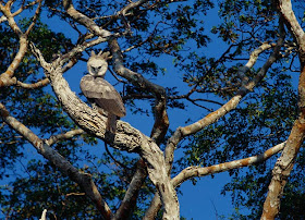 Harpy Eagle pictures