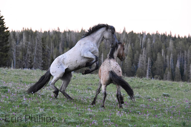 Pryor Mountain Wild Stallions fighting for their mares