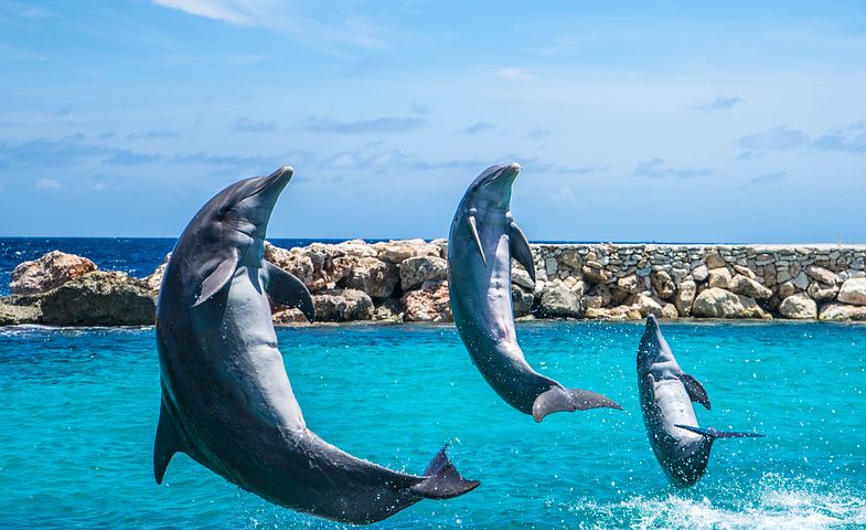 Amazing Herd of Dolphins