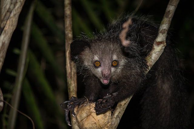 6. Aye-aye