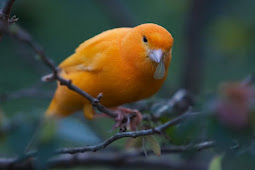 5 Pakan Pilihan Burung Kenari Semoga Cepat Gacor Dan Ngerol