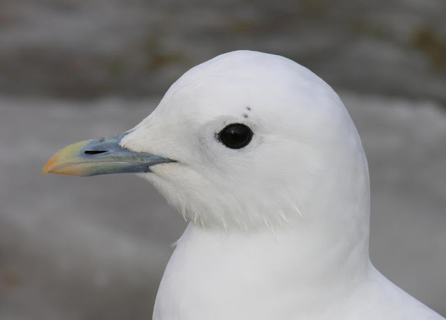 gull wallpaper,gull images;gull photo,gull picture,beautiful gull,cute gull,Pacific Gull, Larus pacificus, Belcher's Gull, Larus belcheri, Olrog's Gull, Larus atlanticus Black-tailed Gull, Larus crassirostris ,Heermann's Gull, Larus heermanni,Common Gull or Mew Gull, Larus canus,Ring-billed Gull, Larus delawarensis,California Gull, Larus californicusGreat Black-backed Gull, Larus marinus,Kelp Gull, Larus dominicanus, (called "Southern Black-backed Gull" or "Karoro" in New Zealand),Cape Gull, Larus dominicanus vetula,Glaucous-winged Gull, Larus glaucescens,Western Gull, Larus occidentalis,Yellow-footed Gull, Larus livens,Glaucous Gull, Larus hyperboreus,Iceland Gull, Larus glaucoides,Kumlien's Gull, Larus glaucoides kumlieni Thayer's Gull, Larus thayeri,European Herring Gull, Larus argentatus,Heuglin's Gull, Larus heuglini,American Herring Gull,Larus smithsonianus,Yellow-legged Gull,Larus michahellis,Caspian Gull, Larus cachinnans,East Siberian Herring Gull, Larus vegae,Armenian Gull,Larus armenicus,Slaty-backed Gull,Larus schistisagus,Lesser Black-backed Gull,Larus fuscus,White-eyed Gull,Ichthyaetus leucophthalmus,Sooty Gull,Ichthyaetus hemprichii,Great Black-headed Gull,Ichthyaetus ichthyaetus,Audouin's Gull, Ichthyaetus audouinii,Mediterranean Gull, Ichthyaetus melanocephalus,Relict Gull, Ichthyaetus relictus,Dolphin Gull, Leucophaeus scoresbii,Laughing Gull, Leucophaeus atricilla,Franklin's Gull, Leucophaeus pipixcan,Lava Gull, Leucophaeus fuliginosus,Gray Gull, Leucophaeus modestus,Silver Gull, Chroicocephalus novaehollandiae,Red-billed Gull, Chroicocephalus scopulinus,Hartlaub's Gull, Chroicocephalus hartlaubii,  Brown-hooded Gull, Chroicocephalus maculipennis,Gray-hooded Gull, Chroicocephalus cirrocephalus,Andean Gull, Chroicocephalus serranus,Black-billed Gull, Chroicocephalus bulleri,Brown-headed Gull, Chroicocephalus brunnicephalus,Black-headed Gull, Chroicocephalus ridibundus,Slender-billed Gull, Chroicocephalus genei,Bonaparte's Gull, Chroicocephalus philadelphia,