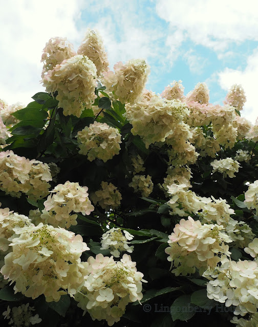 lingonberryhouse, hortensia, hydrangea, puutarha, garden, autumn, syksy