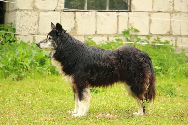 Old English Sheepdog