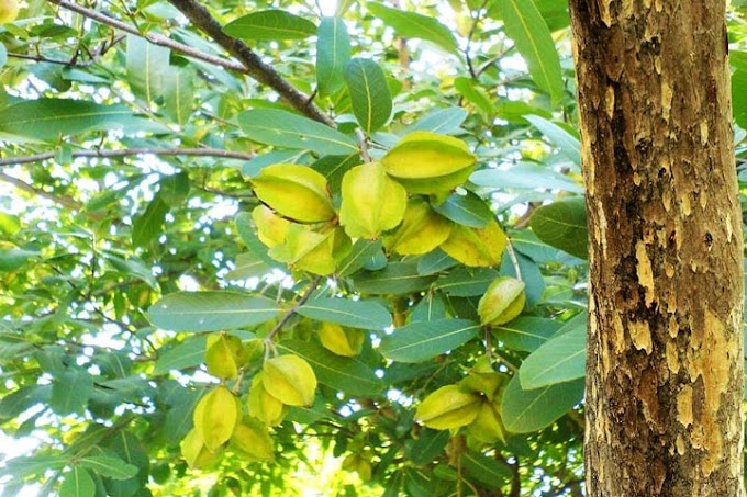 অর্জুন গাছের ছালের উপকারিতা এবং জীবনে অর্জুন গাছের ভূমিকা