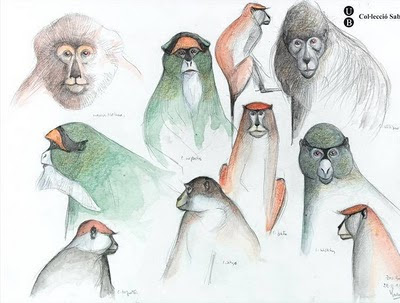 drawings of primates