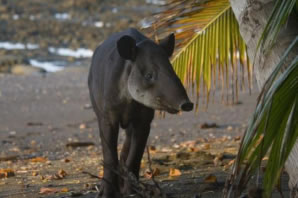 Fauna da Costa Rica