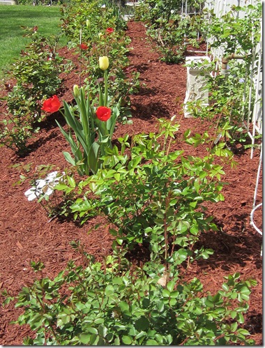 RoseGarden2_April