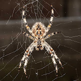 How To Keep Spiders Out Of Your Garage - How To Keep Spiders Out Of Your Home With Peppermint Oil ... : Spiders are a part of life, and can even be a beneficial form of pest control in your garden.