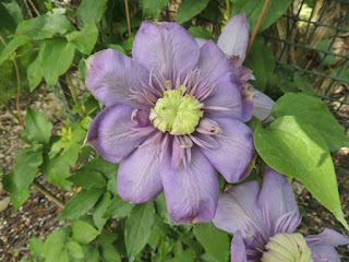 A close-up of a large flower blooms, soft purple pedals with a cream colured center