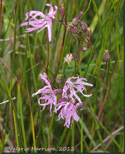 31-ragged-robin