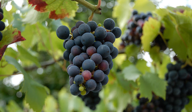 Ingredient found in red wine may slow Alzheimer’s