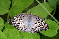 Junonia atlites