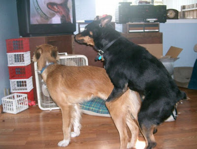 Pets watching TV Seen On www.coolpicturegallery.us