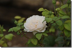 _PWI6468