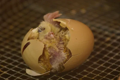 A chicken hatching from egg