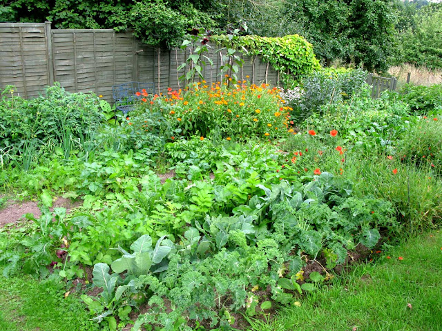 The vegetable plants coming to maturity.