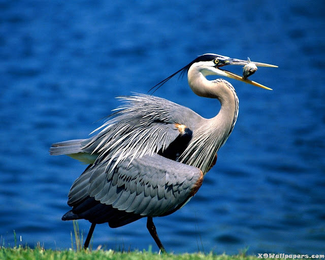 lake birds eating fish photos