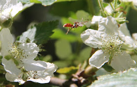 Paper wasp on blackberry flower, Polistes carolina or Polistes rubiginosus