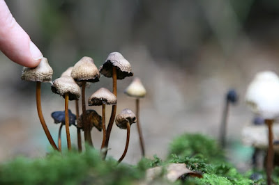 Unlocking the Magic Mushroom Effect: A Journey Without the Fungi