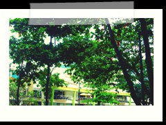 So Many Trees