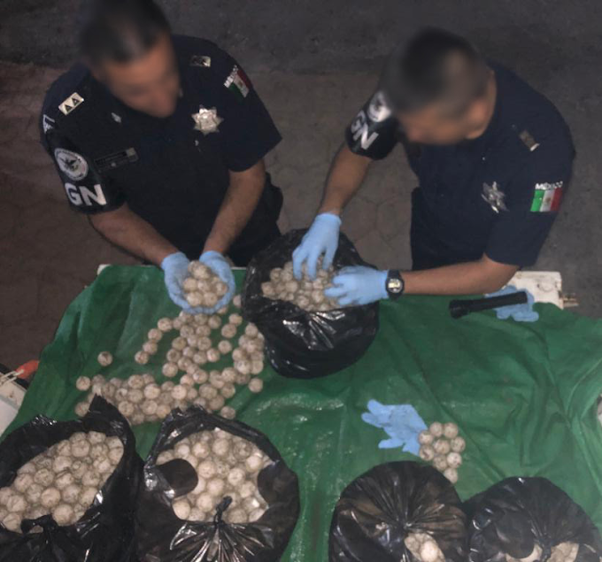 GN asegura 17 mil huevos de tortuga en Oaxaca