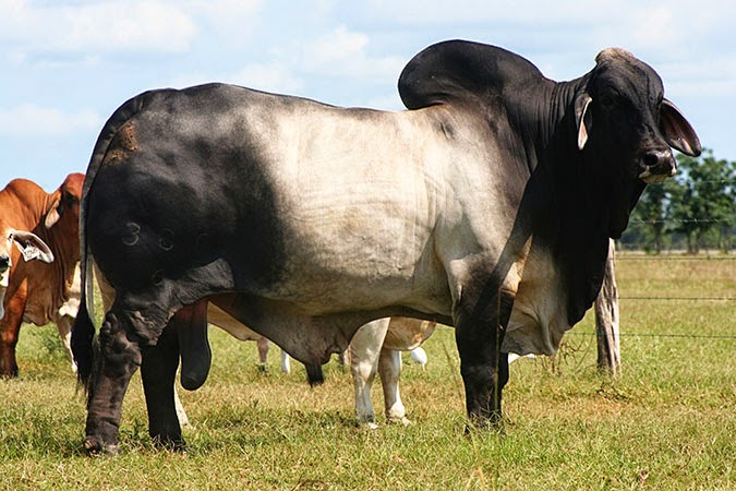 Sapi Brahman Sapi Potong Fenomenal Cara Beternak