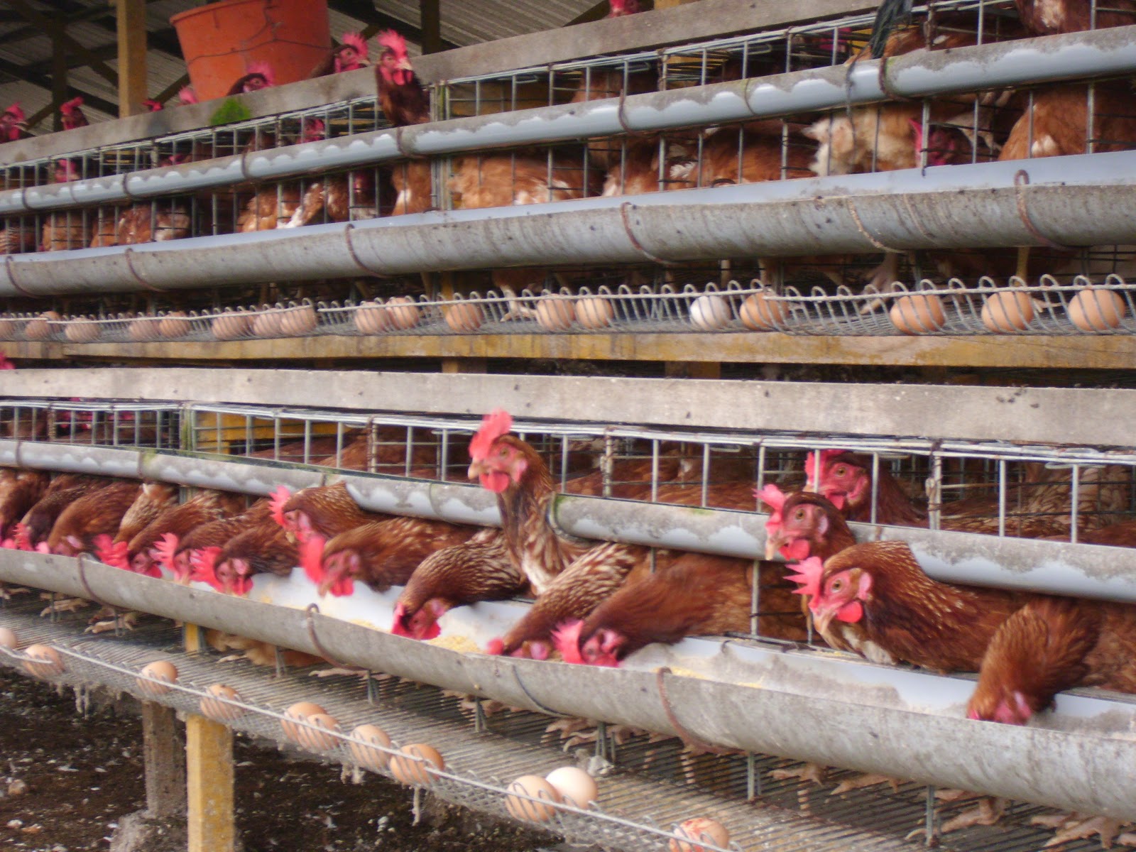 BUDIDAYA AYAM PETELUR SKALA RUMAH TANGGA Bisnis Ayam Kampung