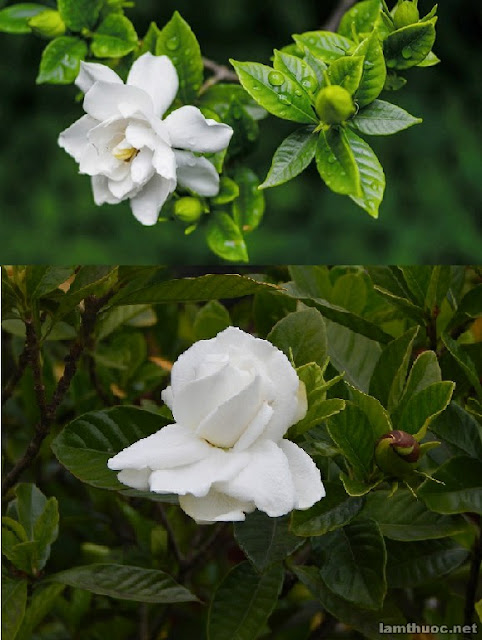 DÀNH DÀNH (GARDENIA) - Cây hoa đẹp, vị thuốc quý