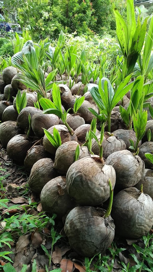 bibit kelapa entog cepat berbuah siap kirim antar kota Sulawesi Selatan