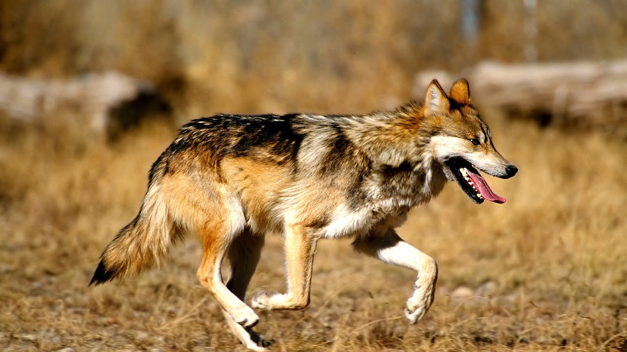 Why Are Mexican Wolves Endangered