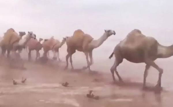 Insólitas lluvias cubren el desierto de Arabia Saudita; el fin se acerca