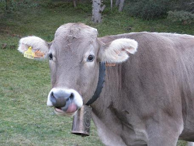 Vaca tipica del Valle de Aran
