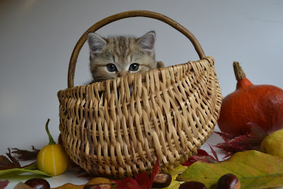 Blach golden tabby British shorthair kitten