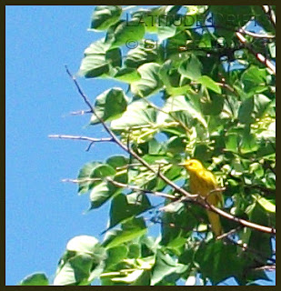 Yellow warbler in tree - photo by Shelley Banks