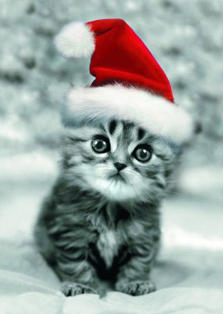 imagenes graciosas navidad - Las mejores Imagenes graciosas Facebook