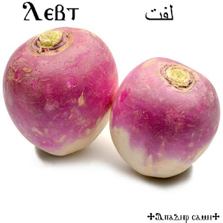 لفت بالقبطى