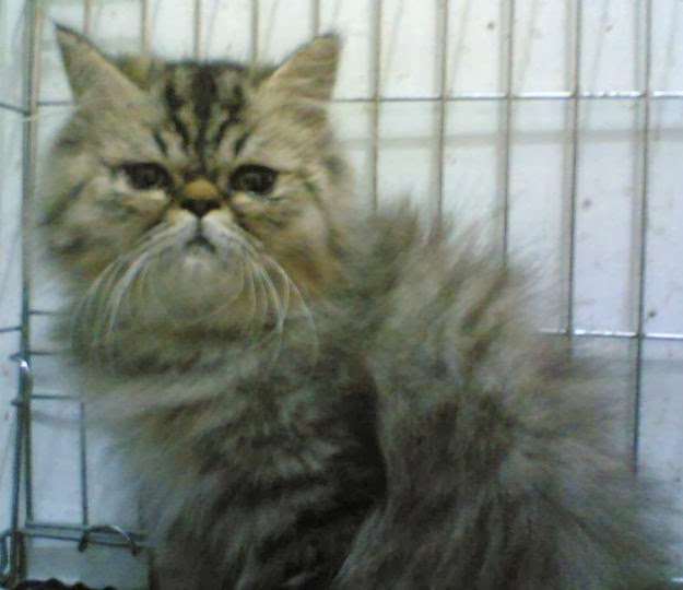 PET SHOP PERSIA: Kucing persia pignose