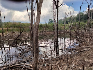 Warga somasi PT. Pertamina Pendopo Field karena lamban tanggapi komplain kerusakan lahan nya akibat tercemar limbah produksi 