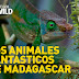 Los animales fantásticos de Madagascar